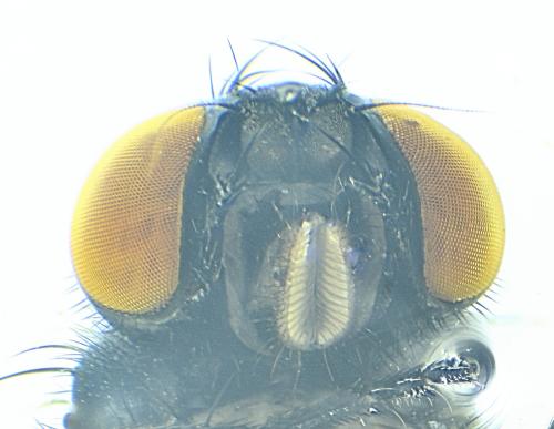 Hebecnema nigra